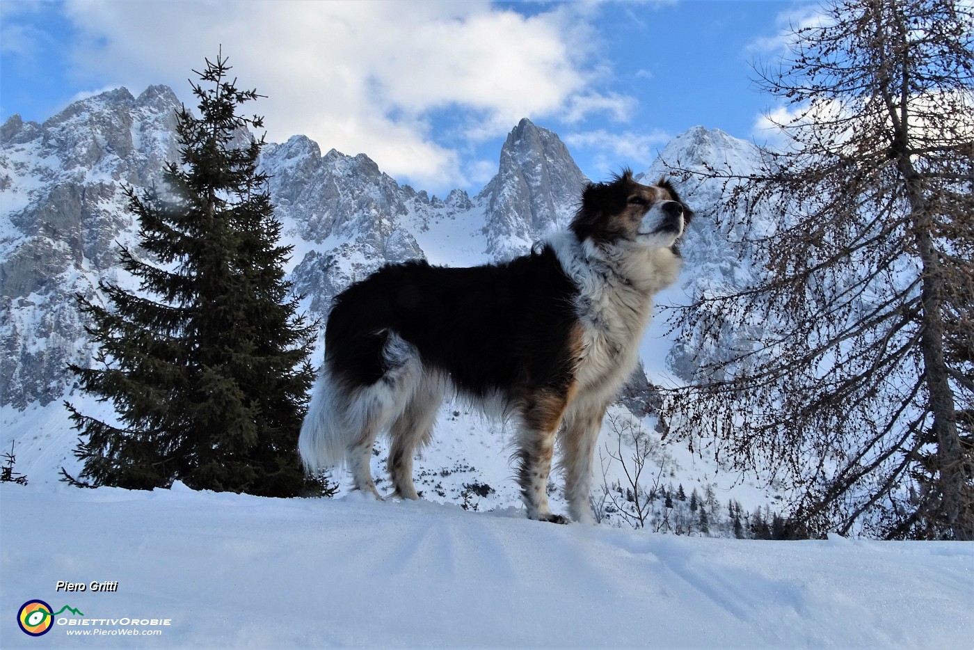 85 Nika in posa col Cimon della Bagozza.JPG